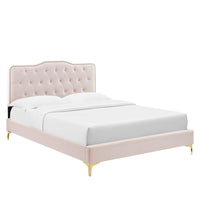 Modway Amber Performance Velvet Queen Platform Bed with Gold Metal Legs - Pink-Tufted Queen Platform Bed