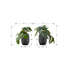Monarch Specialties 8" Artificial Indoor Alocasia - Table - Black Cement Pots - Set of 2-These easy-care, faux potted plants are made from the highest quality materials and require no maintenance or watering, for a sustainable, environmentally friendly decorative accents that will last a lifetime