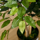 HOMCOM 5' Artificial Ficus Tree for Indoor Decoration - Green-Colour: Green 