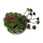 Monarch Specialties 9365 9" Tall Artificial Succulents - Beige Cement Pots - Set of 2-Each artificial plant is housed in a sleek beige cement pot, providing a sturdy foundation while enhancing its realistic look