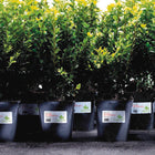 Avery Waterproof Labels - 2" x 4" - 500 Pack-Resists water, scuffs, tears and smudges