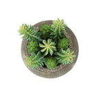 Monarch Specialties 9364 8" Tall Artificial Succulents - Brown Cement Pots - Set of 2-Styled in brown cement pots, each artificial plant offers a sturdy, minimalist base that complements modern interiors and enhances its realistic look