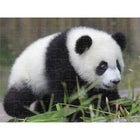 Prime 3D Giant Panda - 100 Pieces-8