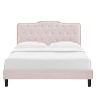 Modway Amber Performance Velvet Queen Platform Bed with Black Wood Legs - Pink-Assembly Required