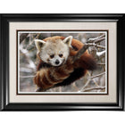 Red Panda - Framed Print - 36" x 28"-High-quality art print professionally matted and framed