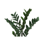 Monarch Specialties 29" Artificial Indoor ZZ Plant - Floor - Black Pot-6