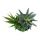 Monarch Specialties 7" Artificial Indoor Succulent Green Plants - Table - Glossy Black Pots - Set of 2-6