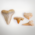 National Geographic Shark Tooth Dig Kit-4