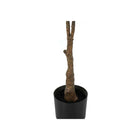 Monarch Specialties 52" Artificial Indoor Rubber Tree - Floor - Black Pot-No assembly required: product dimensions: 25 in. L x 27 in. W x 52 in. H