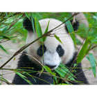 Prime 3D Giant Panda - 100 Pieces-7