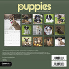 DateWorks 2026 16-Month Mini Wall Calendar - 7" x 7" - Puppies - English-13 High Quality Images printed on Premium Paper