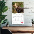 Wyman Publishing 2026 Canadian Geographic Moose Official Monthly Hanging Wall Calendar - 12" W x 24" H  - English-Specifications - 16 months (two-page layout September-December 2025, and January-December 2026), 12" x 12" (closed), 12" x 24" (opened), 28 pages
