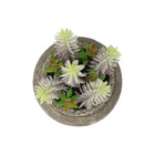 Monarch Specialties 9364 8" Tall Artificial Succulents - Brown Cement Pots - Set of 2-Designed as an accent for the home or office, these artificial succulents provide the beauty of greenery with no maintenance required no watering, sunlight, or upkeep