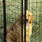 PawHut Outdoor Dog Run Kennel with Top Cover - 55.5" L x 55.5" W x 44.5" H - Black-Spacious room for dogs to play or rest 