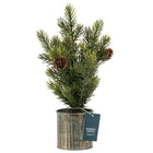 General Supply Goods + Co 12" Artifical Tree in Tin Stand-Tin pot