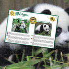 Prime 3D Giant Panda - 100 Pieces-Completed Puzzle dimensions: 12” x 9” (30 x 23 cm)