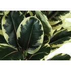 Monarch Specialties 47" Artificial Indoor Oak Tree - Floor - Black Pot-5 year limited warranty against manufacturer's defects