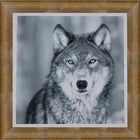 Wolf Black & White Portrait - Framed Print - 33" x 29"-High-quality art print professionally matted and framed