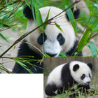 Prime 3D Giant Panda - 100 Pieces-6