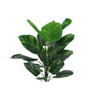 Monarch Specialties 54" Artificial Indoor Dieffenbachia Tree - Floor - Black Pot-6