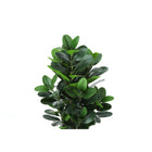 Monarch Specialties 31" Artificial Indoor Garcinia Tree - Floor - White Cement Pot-6