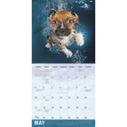 Sellers Publishing Inc. 2026 Wall Calendar - Underwater Dogs - English-4