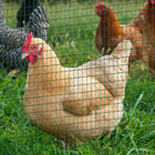 PawHut Chicken Wire Fencing - 98' x 3'-The poultry guard fence can easily roll-up and be stored or reutilized 