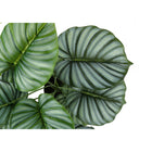 Monarch Specialties 24" Artificial Indoor Calathea - Table - Black Pot-5 year limited warranty against manufacturer's defects