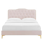 Modway Amber Performance Velvet Queen Platform Bed with Gold Metal Legs - Pink-Assembly Required