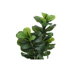 Monarch Specialties 41" Artificial Indoor Fiddle Tree - Floor - Black Pot-6