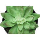 Monarch Specialties 6" Artificial Indoor Succulent Green Plants - Table - Black Pots - Set of 3-8
