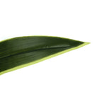Monarch Specialties 47" Artificial Indoor Dracaena Tree - Floor - Black Pot-5 year limited warranty against manufacturer's defects