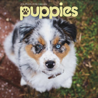 DateWorks 2026 16-Month Mini Wall Calendar - 7" x 7" - Puppies - English-7.00" x 7.00"