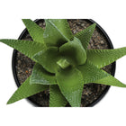 Monarch Specialties 6" Artificial Indoor Succulent Green Plants - Table - Black Pots - Set of 3-9