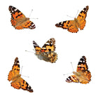 Insect Lore Butterfly Pavilion Growing Kit -6
