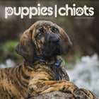 DateWorks 2026 16-Month Wall Calendar - 12" x 12" - Puppies - Bilingual-12.00" x 12.00"