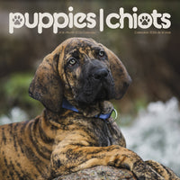 DateWorks 2026 16-Month Wall Calendar - 12" x 12" - Puppies - Bilingual-12.00" x 12.00"