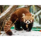 Prime 3D Red Panda - 500 Pieces-6