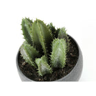 Monarch Specialties 6" Artificial Indoor Succulent Green Plants - Table - Grey Cement Pots - Set of 3-8