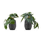 Monarch Specialties 8" Artificial Indoor Alocasia - Table - Black Cement Pots - Set of 2-Turn any space into an oasis with this set of 2 artificial Alocasia plants that stand up to 8" tall, adding some vibrant greenery to your home or office
