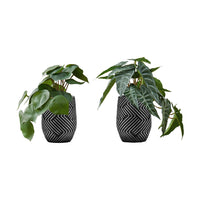 Monarch Specialties 8" Artificial Indoor Alocasia - Table - Black Cement Pots - Set of 2-Turn any space into an oasis with this set of 2 artificial Alocasia plants that stand up to 8" tall, adding some vibrant greenery to your home or office