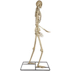 GEMMY 10' Poseable Skeleton with Lit Eyes-Natural bone color