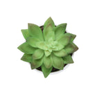 Monarch Specialties 6" Artificial Indoor Succulent Green Plants - Table - White Pots - Set of 3-8