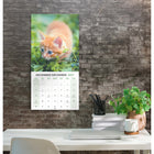 Mead 2027 Decorative Wall Calendar - 12" x 12" - Kittens - Bilingual-Closed calendar measures 12"L x 12"W for easy wall display