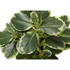 Monarch Specialties 14" Artificial Indoor Ficus - Table - Grey Pots - Set of 2-6