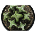 Monarch Specialties 6" Artificial Indoor Succulent Green Plants - Table - Black Pots - Set of 3-7