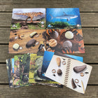 Yellow Door Prehistoric Teeth Explore and Discover Activity Cards 16-Piece Set-Some of the cards are ideal as small world scene cards and can also be used to measure out the animal's actual size with staggering results!