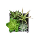 Monarch Specialties 9370 8" Tall Artificial Succulents - Grey Wooden Pots - Set of 2-Crafted from high-quality materials, these artificial plants provide the appearance of live greenery with no maintenance required