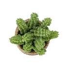 Monarch Specialties 9367 7" Tall Artificial Succulents - Brown Cement Pots - Set of 2-Each artificial plant is housed in a sleek brown cement pot, providing a stable foundation and enhancing its realistic look