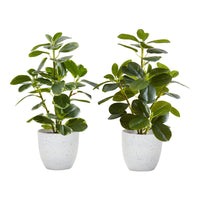 Monarch Specialties 14" Artificial Indoor Ficus - Table - White Pots - Set of 2-Standing at 14" tall add this set of 2 artificial Ficus Elastica potted plants to bring some greenery to your indoor space